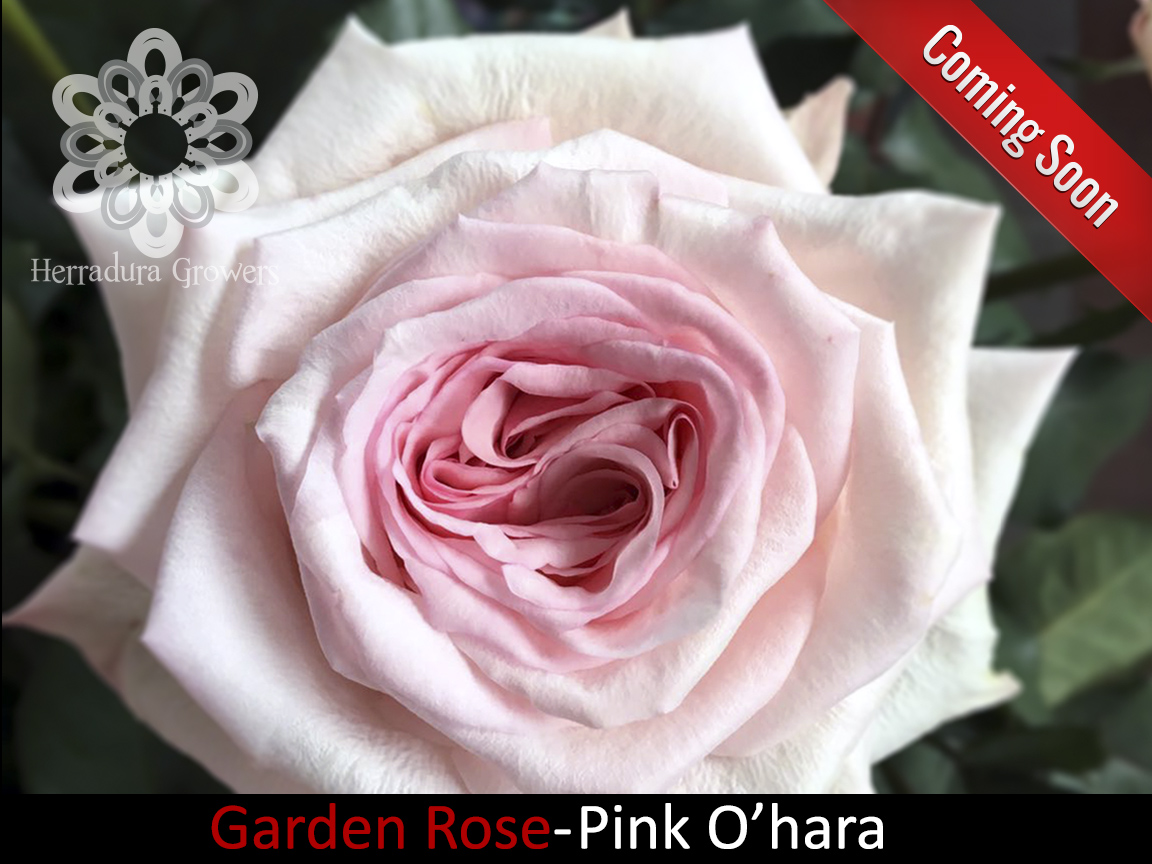 Rosa di Gerico - Confezione grande! - 10 pezzi; Pallenis hierochuntica –  Garden Seeds Market